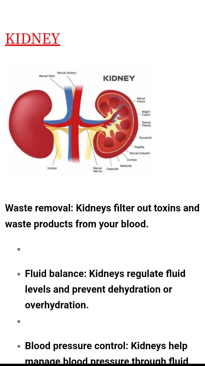 Healthy Kidney